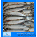 frozen mackerel prices